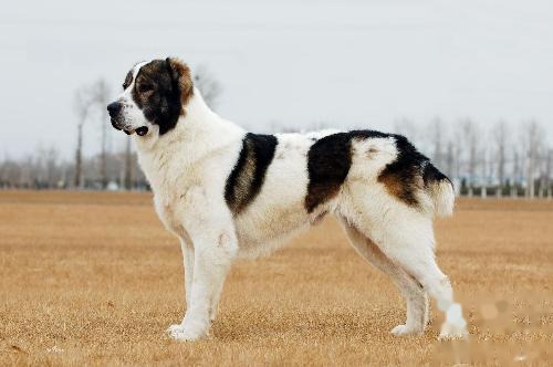 How Do You Train a Central Asian Shepherd to Use the Toilet at Fixed Times and Places?