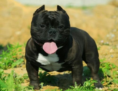 Is the American Bully Aggressive? Can It Be Raised at Home?