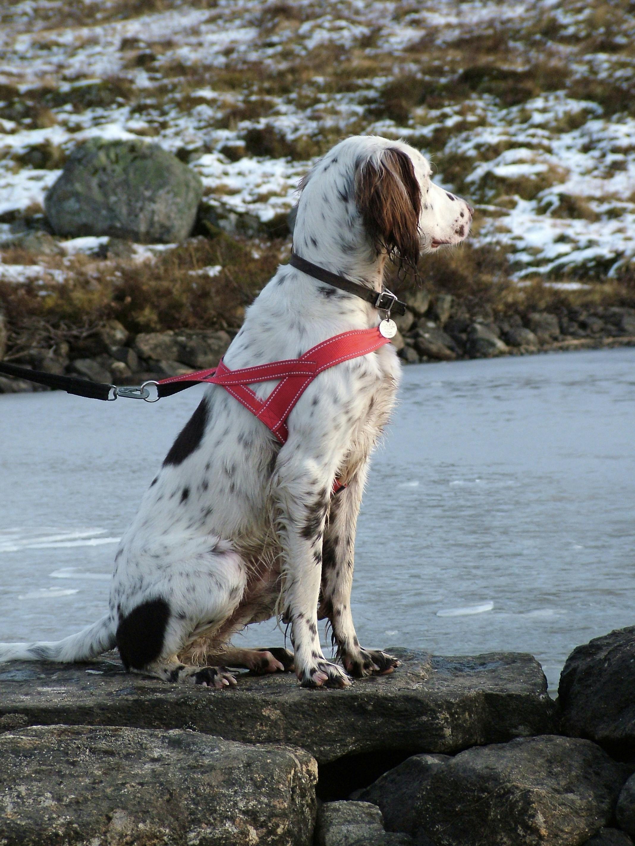 Dog Harness