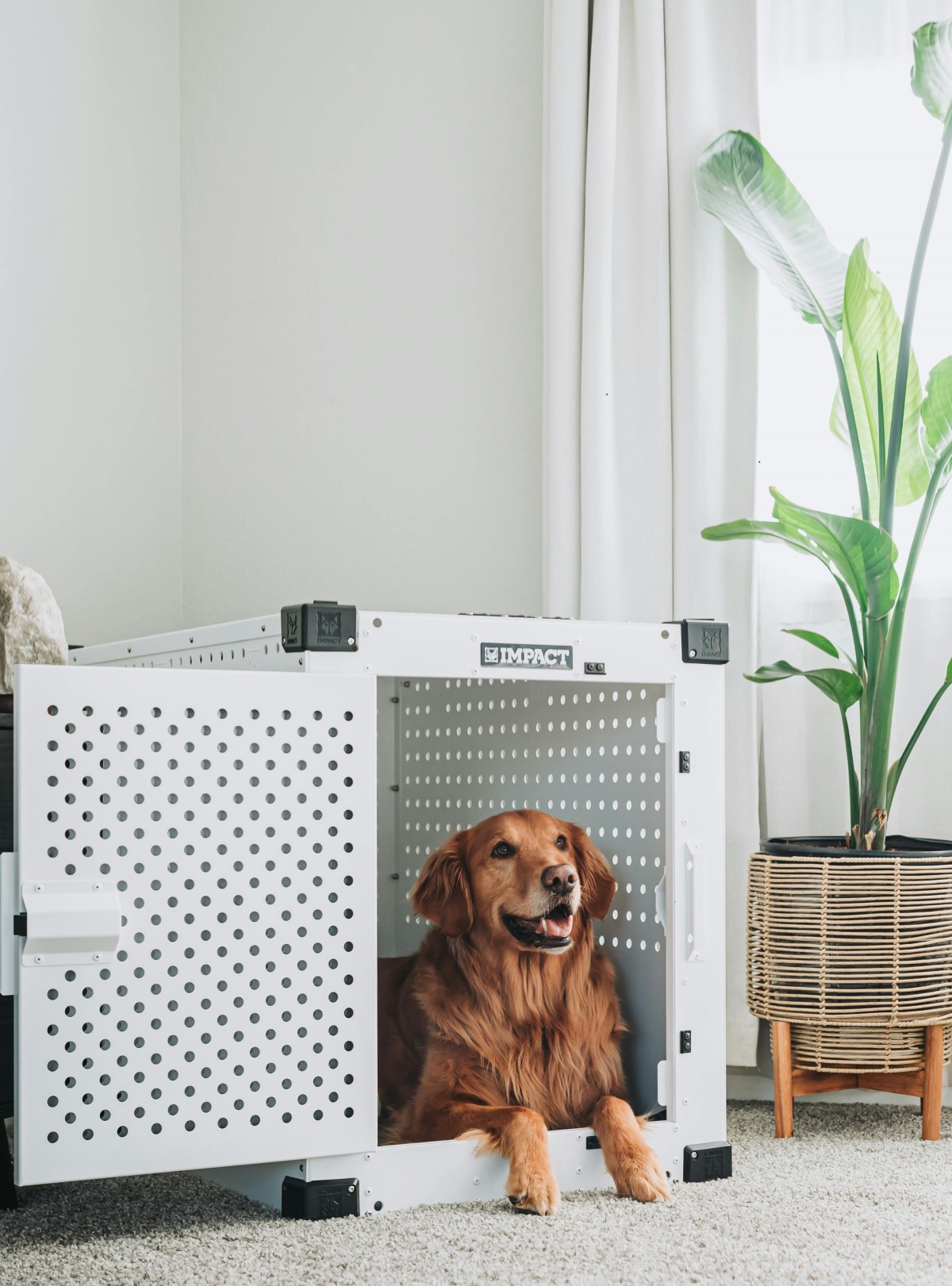 Best Dog Harness for Dachshunds: Protecting Their Long Back on Daily Walks
