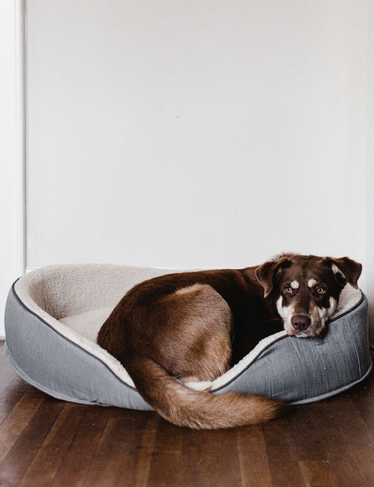 How to Pick the Right Dog Crate Size: A Guide by Weight, Breed, and Use