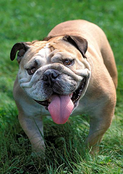 English Bulldog