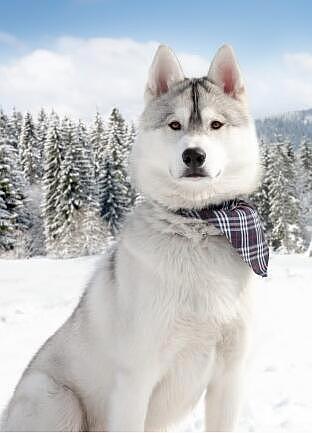 Alaskan Malamute